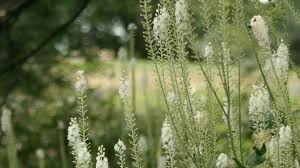 Black Cohosh natural ingredient in Neuro Calm Pro reduces auditory sensitivity and supports hearing wellness