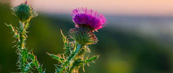 Blessed Thistle herbal ingredient in Neuro Calm Pro supports hearing health and natural tinnitus relief