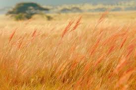 Oat Grass botanical ingredient in Neuro Calm Pro provides nutritional support for inner ear and hearing health