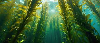 Pacific Kelp mineral-rich ingredient in Neuro Calm Pro supports healthy ear function and hearing clarity