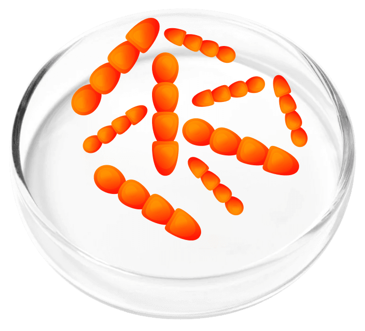 Lactobacillus Crispatus probiotic in FemiCore for urinary microbiome balance