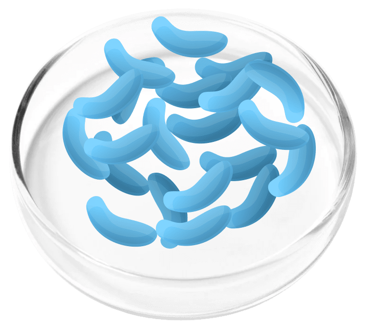 Lactobacillus Gasseri probiotic strain in the FemiCore urinary health formula