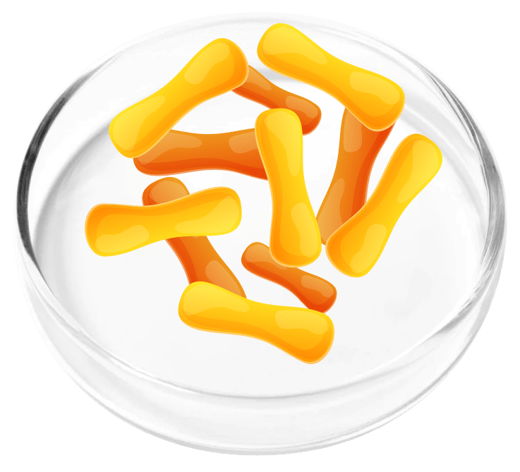 Lactobacillus Casei probiotic in FemiCore for urinary microbiome support
