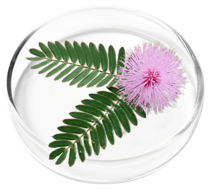 Mimosa Pudica, a natural ingredient in the FemiCore bladder support formula