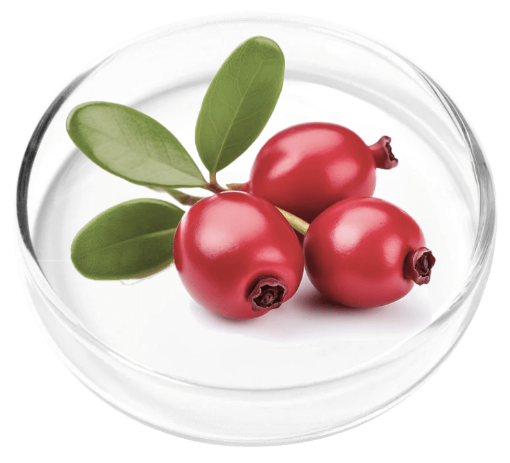 Bearberry extract used in FemiCore for bladder and urinary system support